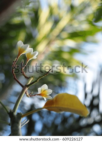 blur picture background selective focus on yellow white flowers of Frangipani, Plumeria, Templetree exotic aroma smell BALI style spa flowers on a sunny day with green natural outdoor garden plant 
