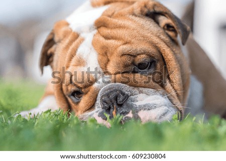 Close up portrait of English bulldog in the grass,selective focus 