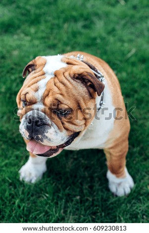 Male of English bulldog outdoor,selective focus 