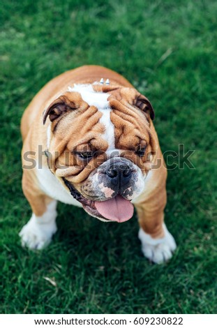 English bulldog in the grass,selective focus 