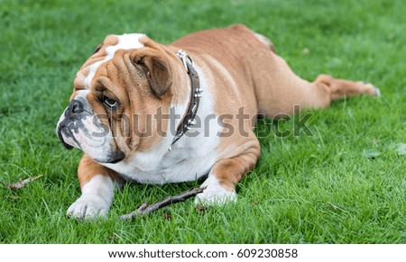 Cute english bulldog in the grass,selective focus 