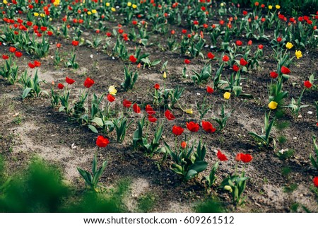 red and yellow tulips in rows and ground in sunny park. flowers blooming in botanical garden in spring. springtime. environmental protection. space for text. growing. breeding