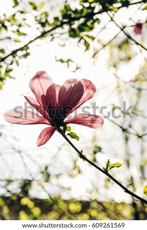 amazing magnolia pink flower in sunlight in green park. tender beauty of blooming in botanical garden in spring. space for text. beautiful moment. relax and spa. springtime.