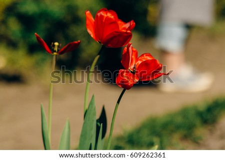 beautiful red tulips and ground in sunny green park. tender beauty of blooming in botanical garden in spring. space for text. moment. springtime. environmental protection