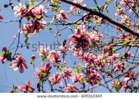 beautiful magnolia pink flowers on branches in sunny sky. tender blooming tree in botanical garden in spring.space for text. amazing moment. save environment