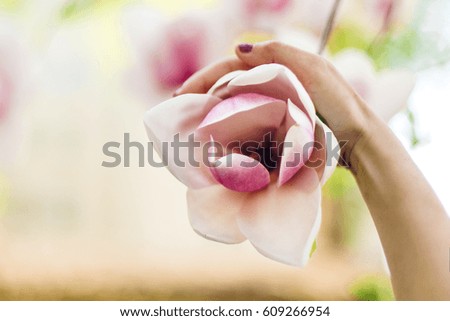 magnolia pink flower in woman hand in sunny green park. tender beauty of blooming  in botanical garden in spring. space for text. moment. relax and spa. springtime. environmental protection