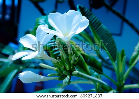 Close up of white frangipani flower or Leelawadee flower on the tree.Thai Beautiful and Awesome flower on green leaf background