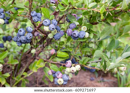 Gardening blueberries. Berry bushes in the garden. Different degrees of ripening berries