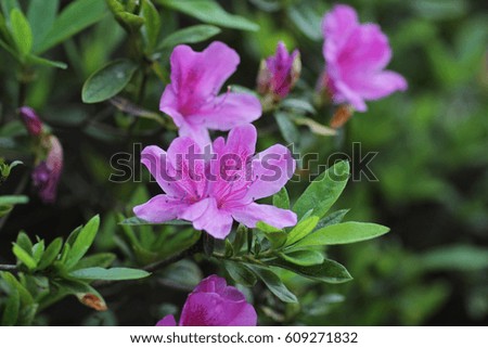  Beautiful  rhododendron flowers at garden with nature