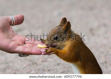 Squirrel eats peanuts from hand