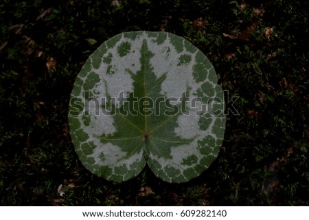 Natural leaf and plant detail
