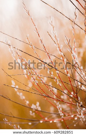 beautiful tree branches with buds dew in blur