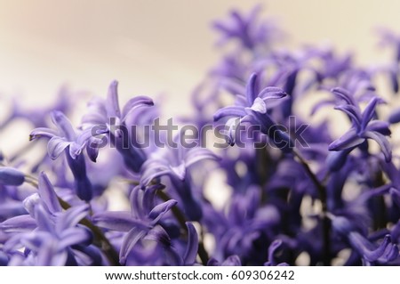 Common Dutch Garden Hyacinth (Hyacinthus Orientalis) Close Up. Hyacinthus orientalis macro flowers, garden hyacinth bulbs, bokeh background. hyacinthus flower on white