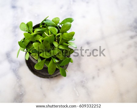 Ant plant or Myrmecophyte on Marble table