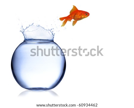 Gold fish jumping of aquarium