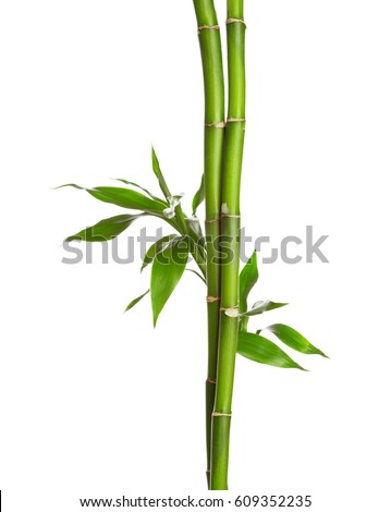 Branches of bamboo isolated on white background. Royalty-Free Stock Photo #609352235