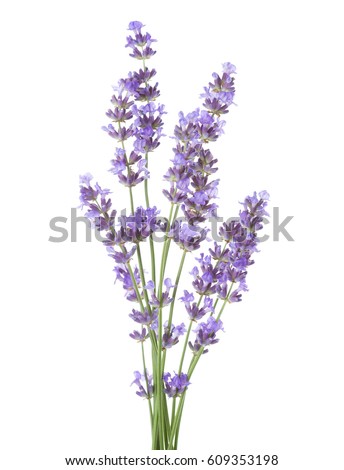 Bundle of lavender isolated on white background. Royalty-Free Stock Photo #609353198