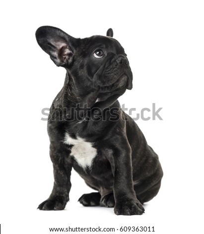 Puppy Black French bulldog sitting and looking away , isolated on white Royalty-Free Stock Photo #609363011
