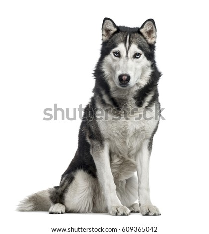 Siberian Husky sitting, 4 years old , isolated on white Royalty-Free Stock Photo #609365042