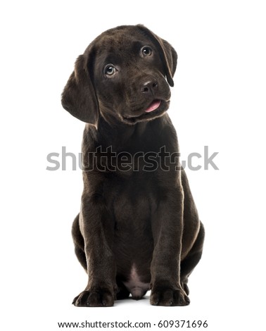 Puppy chocolate Labrador Retriever sitting, 3 months old , isolated on white Royalty-Free Stock Photo #609371696