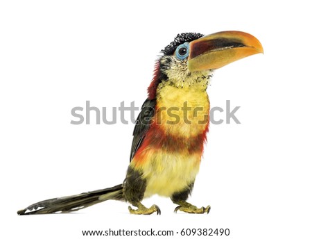 Curl-crested aracari, isolated on white