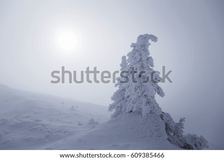 Heavily snowed nature. Winter mountain landscape. Nature in snow with the first rays of the sun.