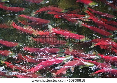  Colorful Spawning Salmon swimming in river Royalty-Free Stock Photo #60938818