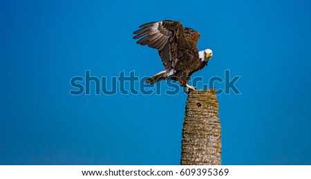 An Eagle perched on a tree.