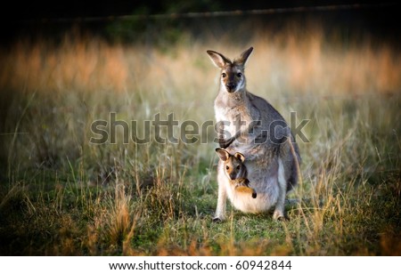 Australian kangaroo with a joey in its pouch at sunset