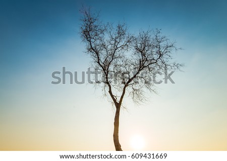 A picture of a tree in the morning by the sea.