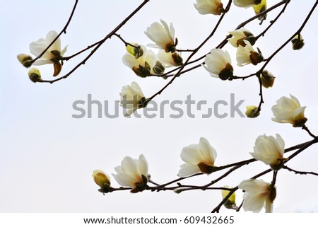 The same splendid Oriental beauty of pure-white magnolias are a bunch of flowers, magnolia