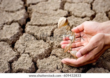 Seedling wither on dry land. As the young man's hand was gently encircled, change of weather. Royalty-Free Stock Photo #609432833