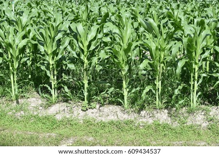 Corn crops growing in field