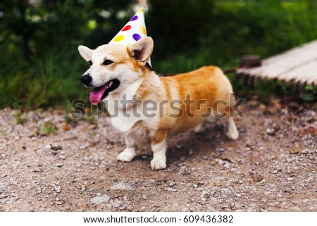 Corgi dog in fancy cap smiles and celebrates Birthday