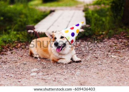 Corgi dog in fancy cap smiles and celebrates birthday