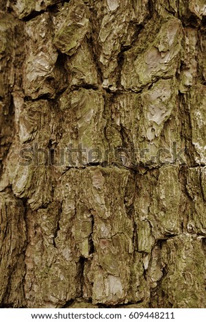 nature bark texture