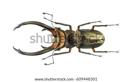 Beetle cyclommatus elaphus, isolated on white Royalty-Free Stock Photo #609448301