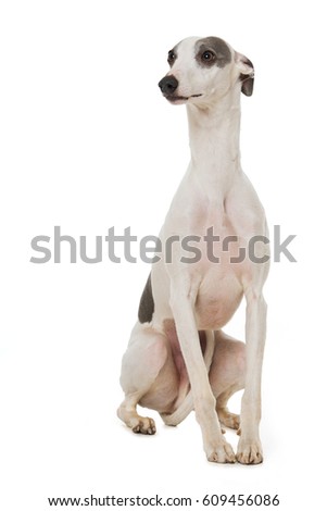 Whippet standing isolated on white
