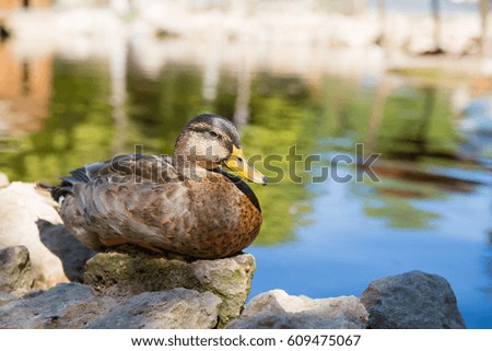 Duck brown mallard sits lying on a stone lake pond summer sunny day closeup seen each feather background blurred