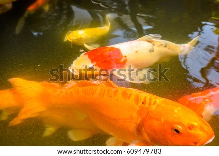Colorful fish  in a fish pond