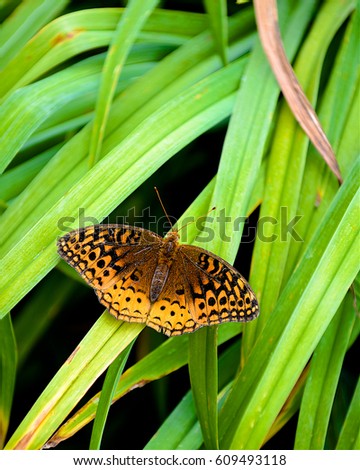 Butterfly on Green Background