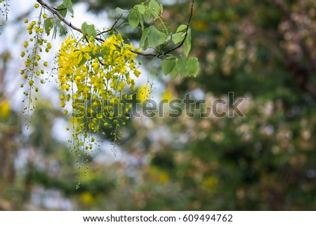 yellow flower
