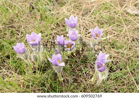 Violet spring easter Pasque flowers (Pulsatilla patens)