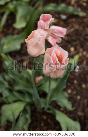 Blooming Pink Tulips after Rain
