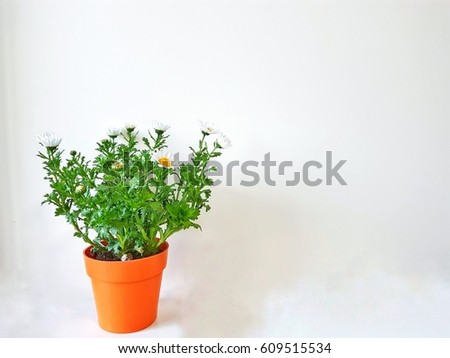Orange flower pot and White flower