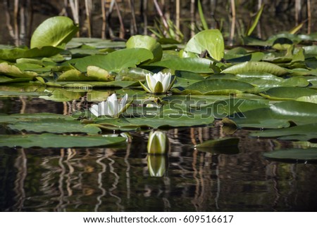 Waterlilies on a canal in the Danube Delta, Romania