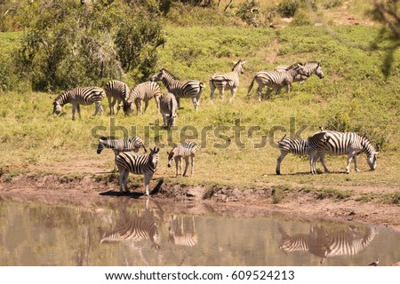 Burchell’s zebra herd drinking at a waterhole 