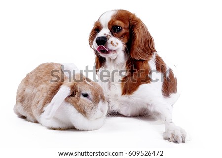 Easter rabbit bunny and king charles spaniel dog are friends. Animals together. Cute friendly funny pets studio photo..