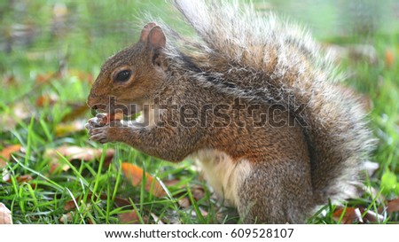 Squirrel in the Park