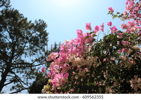 Bougainvillea or Paper Flower (?????????) blooming beautifully in Thailand